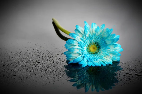 Blaue unschuldige Blume mit Wassertropfen — Stockfoto