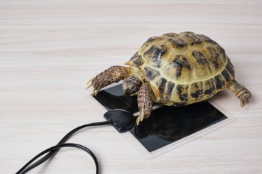 Orta Asya kara kaplumbağası sürüngenler için özel bir ısıtma platformunda ısınıyor, teraryum için sıcak bir yer, teraryum için ekipman...