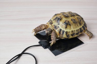 Central Asian land turtle warming up on a special heating pad for reptiles, a warm place for a terrarium, equipment for a terrarium clipart
