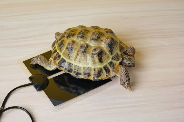 Central Asian land turtle warming up on a special heating pad for reptiles, a warm place for a terrarium, equipment for a terrarium