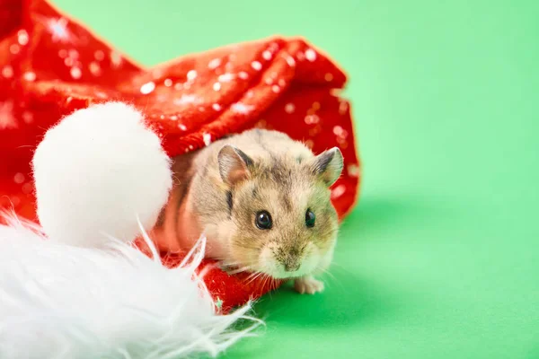 Hamster Kerst Hoed Groene Achtergrond — Stockfoto