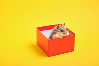 Kırmızı hediye kutusundaki tüylü hamster sarı arka plan fotokopi alanı üzerinde