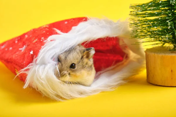 Een Hamster Een Rode Nieuwjaarshoed Gele Achtergrond Kopieerruimte — Stockfoto