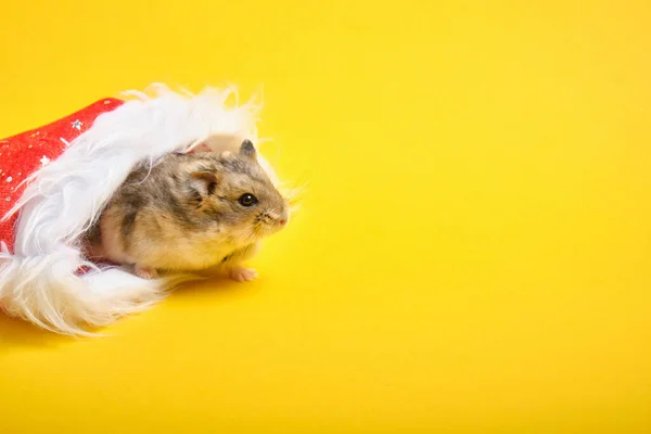 Kırmızı Yeni Yıl Şapkalı Bir Hamster Sarı Arka Planda Fotokopi — Stok fotoğraf