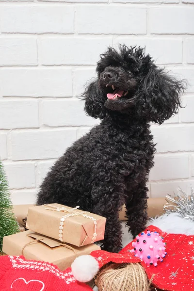 Small Puppy Poodle New Year Gifts White Brick Wall Background — Stock Photo, Image
