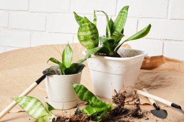 Sansevieria beyaz tencerelerde ve bitkilerin nakli ve bakımı için el işi kağıdında, iç tesislerin nakli, beyaz tuğlalardan oluşan bir arka plan.