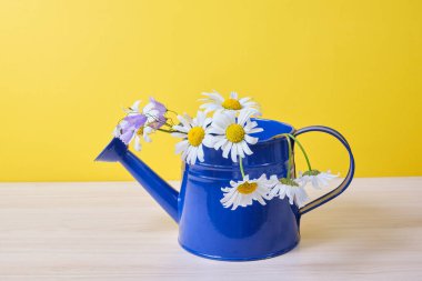 Kutuyu papatya ile suluyorum. Papatya çiçekli su tenekesi. Mavi bir sulama kutusunda papatyalar. Tahta bir masada, sarı arka planda.