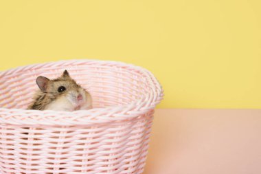 Sarı arka planda pembe sepetli şirin Dzungarian hamsterı.