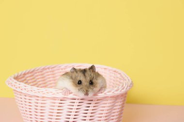 Sarı arka planda pembe sepetli hamster.