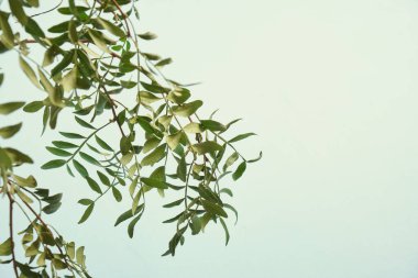 Açık mavi arkaplanda yeşil yapraklı şam fıstığı ağacı dalı kopyalama alanı