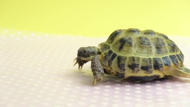 Tortuga terrestre camina sobre la mesa, video de estudio, tortuga terrestre enferma, raquitismo en tortugas — Vídeos de Stock
