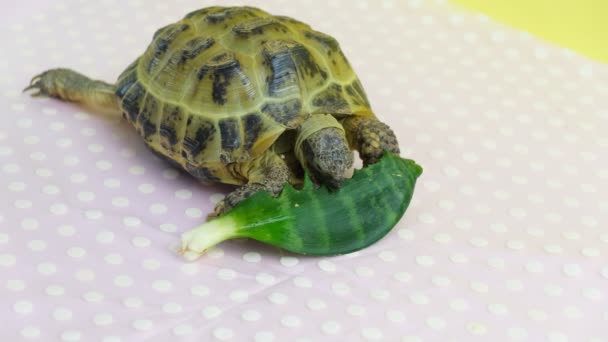 Tortuga terrestre comer hojas de plantas, video de estudio, tortuga terrestre enferma — Vídeos de Stock