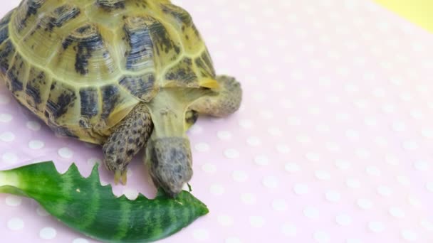 Tortuga terrestre comer hojas de plantas, video de estudio, tortuga terrestre enferma — Vídeos de Stock