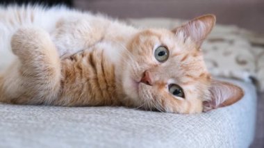 Kızıl kedi kanepede sırtüstü yatıyor.