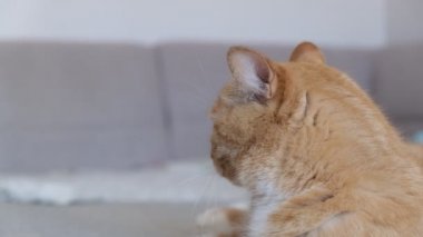 Kızıl kedi kanepede yatar ve kulaklarını oynatır.