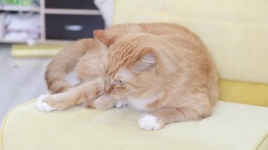 Kızıl kedi kuyruğunu sandalyeye sıkıştırıp oynar.