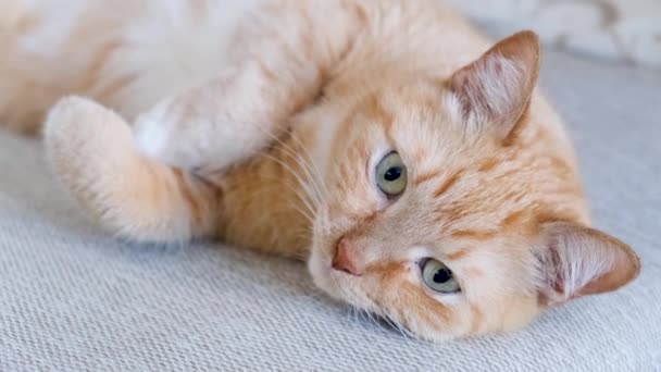 Ingefära katt ligger på soffan på ryggen — Stockvideo