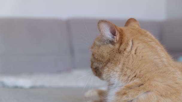 Roodharige kat ligt op de bank en beweegt zijn oren — Stockvideo