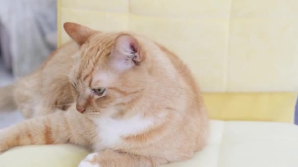 Ingefær kat liggende ned hvile. – Stock-video