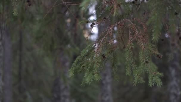 Närbild Gran Gren Skogen Efter Regn Droppar Vatten Nåländarna Suddig — Stockvideo