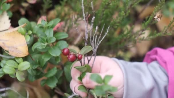 Детская Рука Собирает Ягоды Ветки Осенью Лесу — стоковое видео