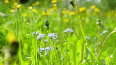 Tarlada rüzgârda karahindiba. Sarı karahindiba. seçili odak bulanık arkaplan