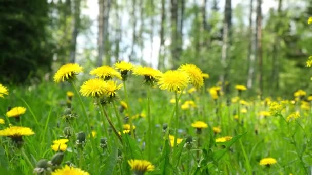 Dandelions Field Wind Yellow Dandelions Selective Focus Blurred Background — Stock Video