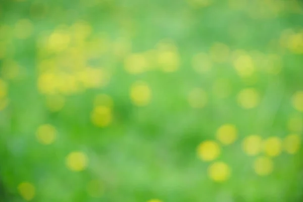 Gula Maskrosor Ängen Sommaren Suddigt Fält Blommor — Stockfoto