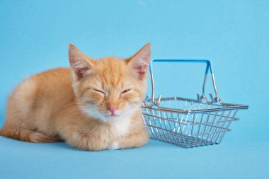 Mavi arka planda alışveriş sepeti olan kedi yavrusu. Hayvan almak için. Evcil hayvan dükkanı