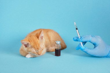 Eldivende insülin şırıngası, uyuyan sevimli kızıl kedi yavrusu ve mavi arka planda enjeksiyon şişesinde ilaç, hayvan aşısı ve tedavi konsepti var.