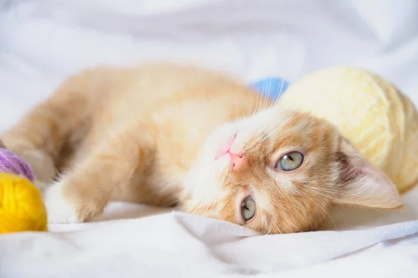 Cute ginger cat and different multi-colored balls of thread the kitten lies on its back on the bed — Stock Photo, Image