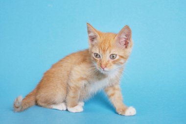 Mavi arka planda sevimli kırmızı bir kedi yavrusu. Şirin, komik ev hayvanları. Boşluğu kopyala