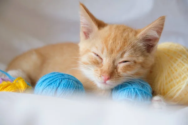 Cute Ginger Cat Different Colored Balls Thread Background White Bed — Stock Photo, Image
