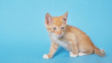 Mavi arka planda sevimli kırmızı bir kedi yavrusu. Şirin, komik ev hayvanları. Metin için boşluk., Boşluğu kopyala