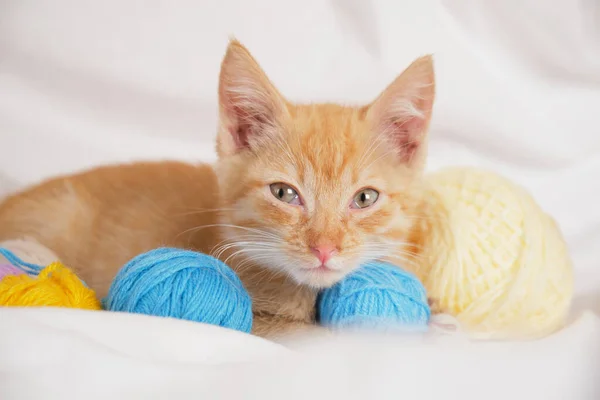 cute ginger cat and different colored balls of thread on the background of white bed linen, the kitten is resting after playing on the bed