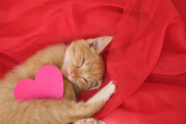 Heart Made Felt Cute Ginger Kitten Lies Red Airy Fabric — Stock Photo, Image