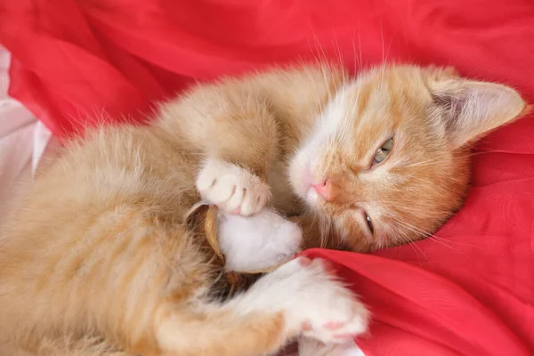 Cute Ginger Kitten Lies Red Airy Fabric Sleeping Kitten Copy — Stock Photo, Image