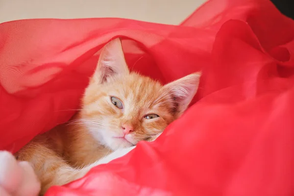 Cute Ginger Kitten Lies Red Airy Fabric Fluffy Kitten Lies — Stock Photo, Image