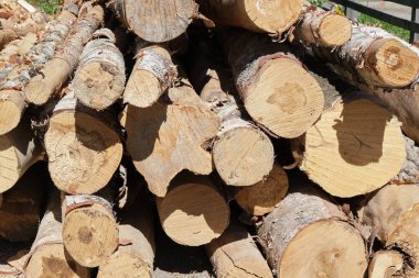 Kesilmiş ağaçlar, yakacak odun kesmek için kütükler, ağacın dokusu ve kabuk.