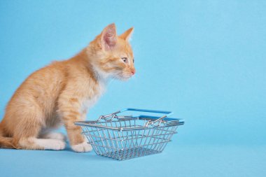 Mavi arka planda alışveriş sepeti olan kedi yavrusu. Hayvan almak için. Evcil hayvan dükkanı konsepti kopyalama alanı