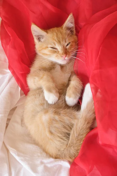 Cute Ginger Kitten Lies Red Airy Fabric Sleeping Kitten Copy — Stock Photo, Image