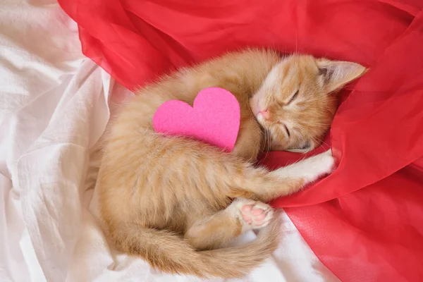 Heart Made Felt Cute Ginger Kitten Lies Red Airy Fabric — Stock Photo, Image