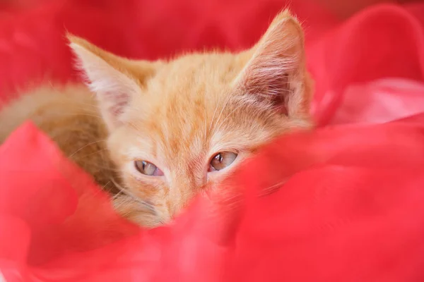 Милый Рыжий Котенок Лежит Красной Воздушной Ткани Пушистый Котенок Лежит — стоковое фото