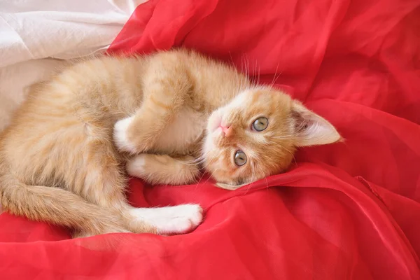 Cute Ginger Kitten Lies Red Airy Fabric Sleeping Kitten Copy — Stock Photo, Image