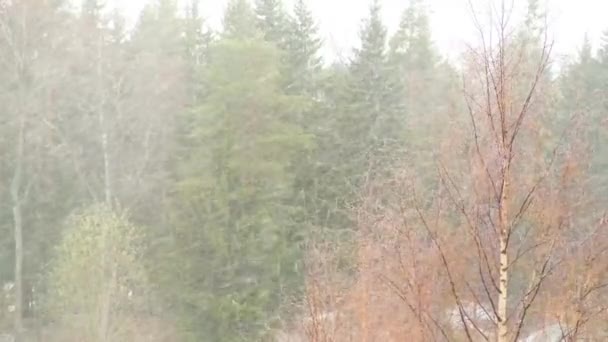 雪は窓の外に落ち選択的集中春雪は森の中で初の雪 — ストック動画