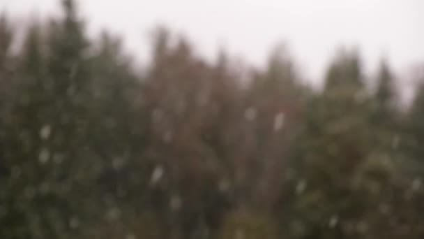 Esik Ablakon Szelektív Fókusz Tavaszi Első Esik Erdő Háttér — Stock videók