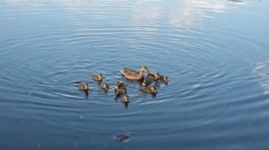 Vahşi anne ördek ve şirin yeni doğan ördekler suda yüzüyor.