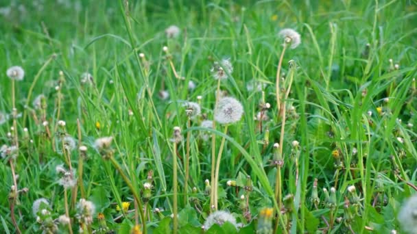 蒲公英在草地上褪了色，夏天的背景 — 图库视频影像