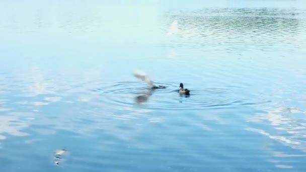 갓 태어난 새끼를 데리고 물에서 수영하는 야생 어미 오리 — 비디오
