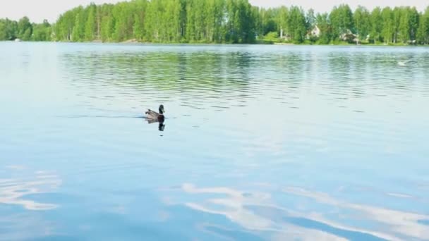 Wilde moeder eend met schattige pasgeboren eendjes zwemmen in het water — Stockvideo